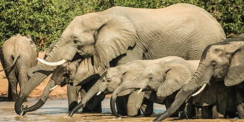 4 Days Tanzania Northern Circuit Safari to Serengeti & Ngorongoro