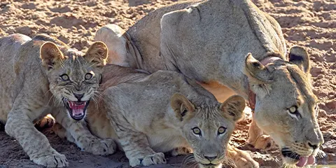 4 Days Tanzania Photograph Safari to Serengeti & Ngorongoro