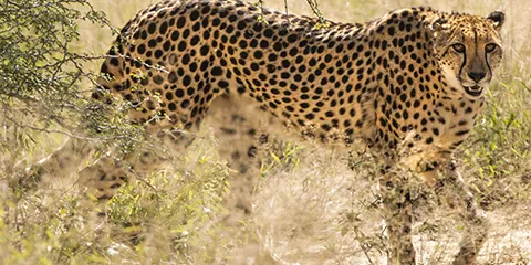 1 Day Tanzania Safari in July to Lake Manyara National Park