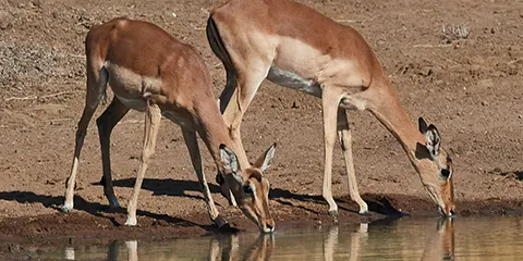 3 Days Tanzania Luxury Honeymoon Safari