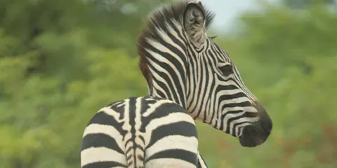 1 Day Tanzania Safari from Kenya to Lake Manyara National Park