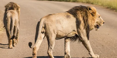 3 Days Private Midrange Tanzania Safari from Zanzibar