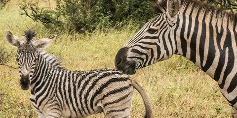 4 Days Tanzania Luxury Eco-Friendly Safari: Lake Manyara, Serengeti and Ngorongoro