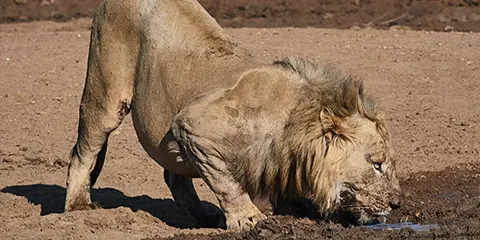 6 Days Tanzania Midrange Safari in May
