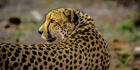 5 Days Tanzania Luxury Night Game-Drive Safari: Unique Wildlife Experience