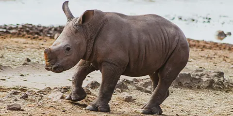 4 Days Tanzania Open-Vehicle Safari to Serengeti & Ngorongoro