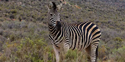 4 Days Tanzania Midrange Offroad Safari to Lake Manyara, Serengeti and Ngorongoro