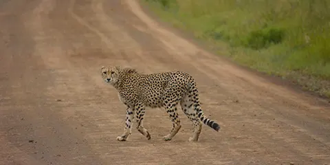 7 Days Tanzania Luxury Fly-in Fly-out Safari: Serengeti and Ngorongoro Crater