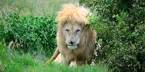 4 Days Private Midrange Lodges Serengeti Safari Tour