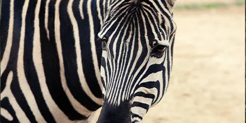 5 Days Tanzania Luxury Offroad Safari: Adventure Through Untamed Landscapes