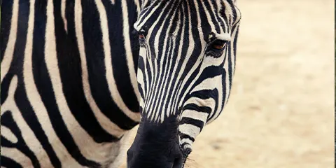 1 Day Tanzania Safari in June to Lake Manyara National Park