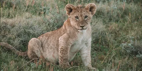 4 Days Tanzania Elders-Friendly Safari to Serengeti & Ngorongoro