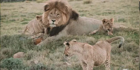 3 Days Serengeti Migration Fly-in Drive-out Safari