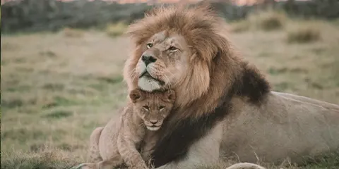 4 Days Tanzania Safari from Kenya to Serengeti & Ngorongoro