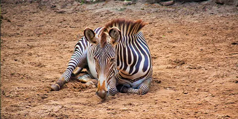 4 Days Tanzania Luxury Open-Vehicle Safari: Lake Manyara, Serengeti and Ngorongoro