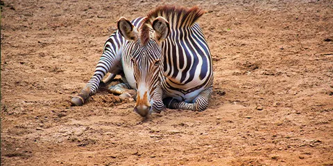 4 Days Tanzania Luxury Safari in August: Lake Manyara, Serengeti and Ngorongoro