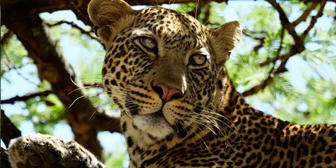 4 Days Tanzania Luxury Family Safari: Lake Manyara, Serengeti and Ngorongoro