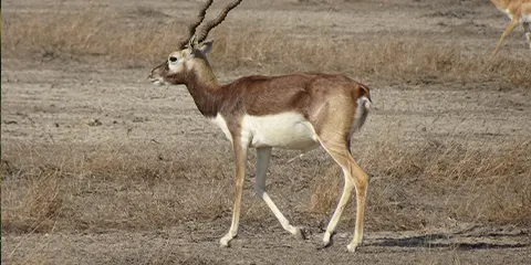 5 Days Tanzania Elders-Friendly Safari to Tarangire,Serengeti, Ngorongoro Crater and Lake Manyara