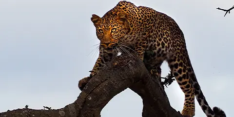 4 Days Tanzania Luxury Safari from Kenya: Lake Manyara, Serengeti & Ngorongoro