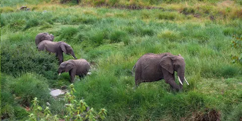 4 Days Tanzania Luxury Safari in June: Lake Manyara, Serengeti and Ngorongoro