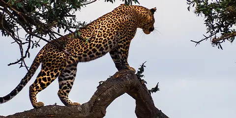 3 Days Tanzania Luxury Private Safari