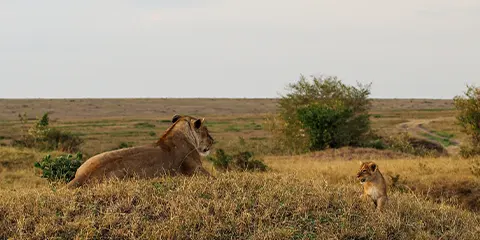 4 Days Serengeti Fly in Fly out Luxury Migration Safari