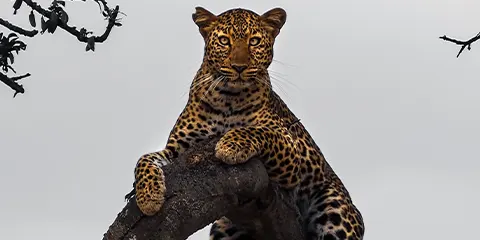 4 Days Tanzania Midrange Private Safari to Lake Manyara, Serengeti and Ngorongoro