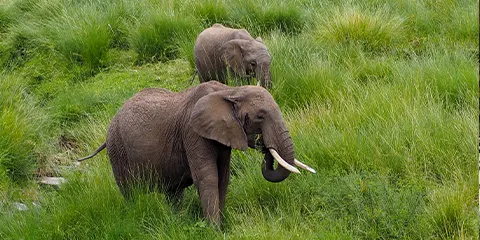 1 Day Tanzania Private Safari to Lake Manyara National Park