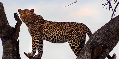 4 Days Tanzania Luxury Fly-in Fly-out Safari: Lake Manyara, Serengeti & Ngorongoro