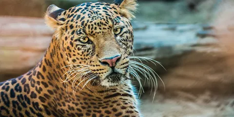 4 Days Tanzania Luxury Family Safari: Lake Manyara, Serengeti & Ngorongoro
