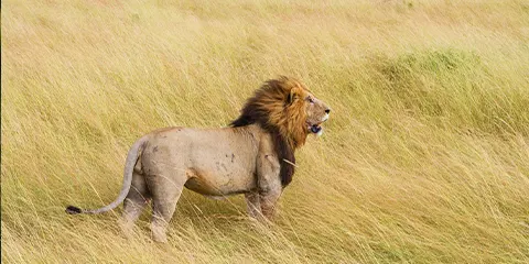 4 Days Tanzania Luxury Drive-in Fly-out Safari: Lake Manyara, Serengeti and Ngorongoro Crater