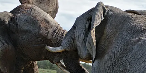 5 Days Serengeti Migration Honeymoon Safari