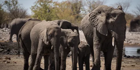 2 Days Tanzania Luxury Cultural Safari – Tarangire & Lake Manyara