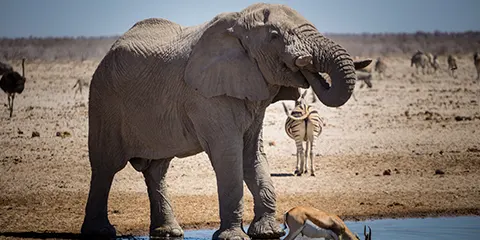 2 Days Tanzania Luxury Private Safari – Tarangire and Lake Manyara