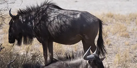 2 Days Tanzania Luxury Christmas Holiday Safari – Tarangire & Lake Manyara