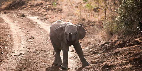 7 Days Serengeti Migration Safari from Zanzibar