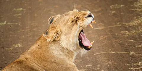 7 Days Serengeti Migration Safari in April
