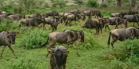 1 Day Tanzania Safari in August to Lake Manyara National Park