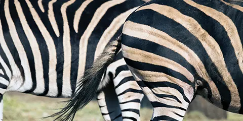 1 Day Tanzania Christmas Holiday Safari to Ngorongoro