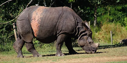 2 Days Honeymoon Safari to Lake Manyara & Ngorongoro