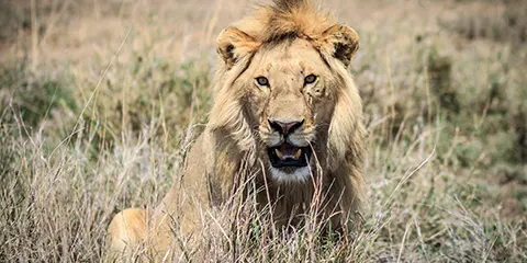 1 Day Tanzania Fly-in Drive-out Safari to Ngorongoro