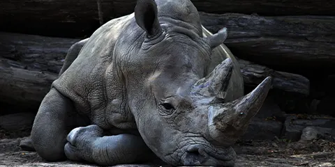 2 Days Day Tanzania Cultural Safari to Lake Manyara & Ngorongoro