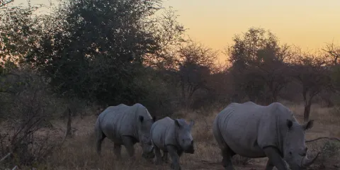 5 Days Serengeti Migration Safari Green Season