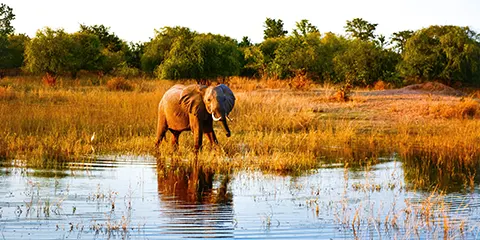 2 Days Tanzania Luxury Open Safari – Tarangire & Lake Manyara