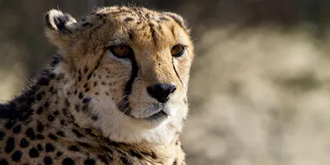 1 Day Tanzania Safari in September to Tarangire National Park