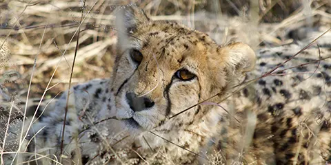 2 Days Tanzania Luxury Safari from Zanzibar – Tarangire and Lake Manyara