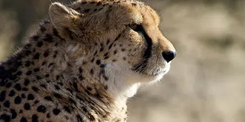 2 Days Tanzania Luxury Safari in March – Tarangire and Lake Manyara