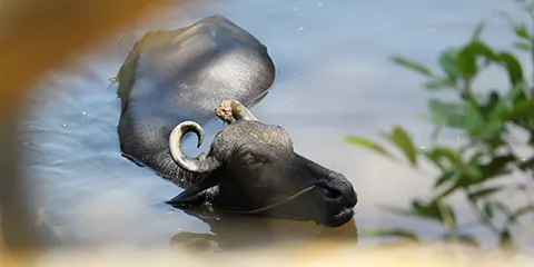 6 Days Tanzania Midrange Birdwatching Safari