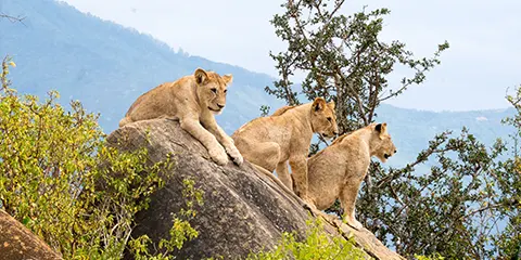 6 Days Private Luxury Tanzania Safari Fly in Drive out Tour