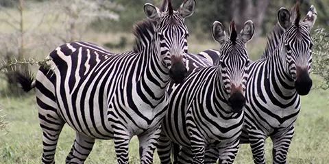 2 Days Tanzania Luxury Christian Safari – Tarangire and Lake Manyara